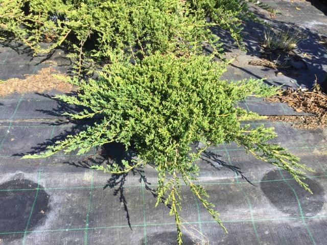 Ienupar varietati 0.60 - 0.80 m Juniperus sp.