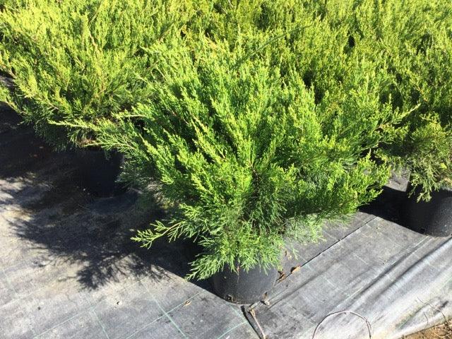 Ienupar varietati 0.60 - 0.80 m Juniperus sp.