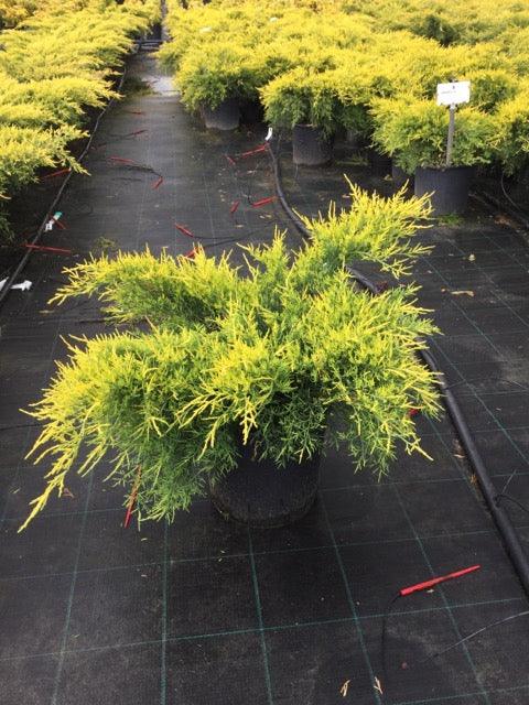 Ienupar varietati 0.60 - 0.80 m Juniperus sp.