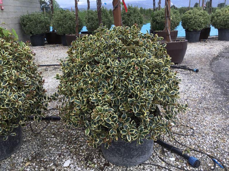 Holy laurel "Argenteomarginata" ball 0.80 -1.00 m Ilex aquifolium Argenteomarginata"