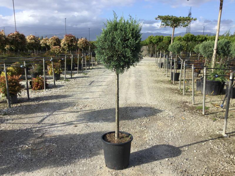 Fastigiata Arizona cypress 1.50 - 1.70 m Cupressus arizonica 'Fastigiata'