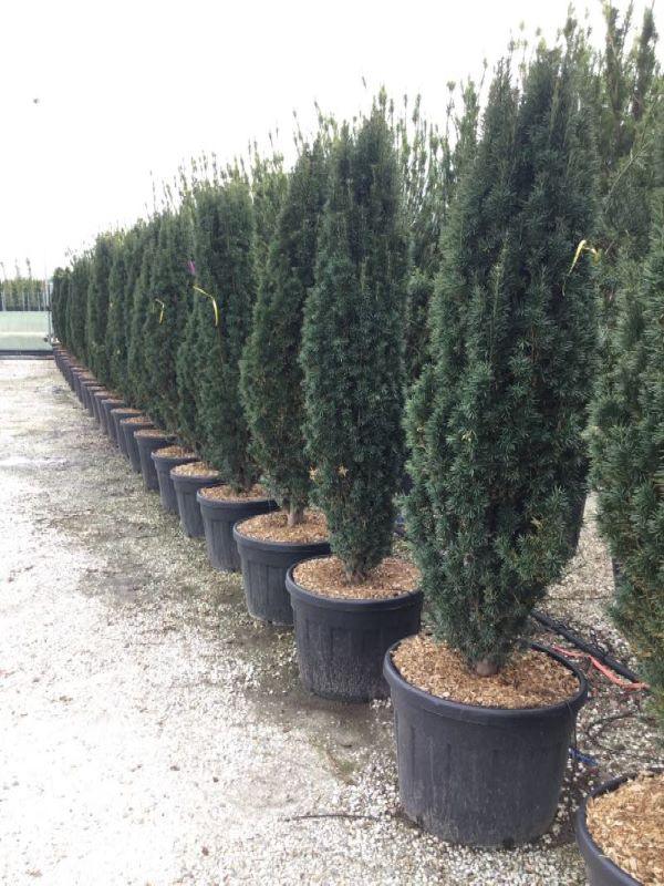 Columnar yew 2.00 - 2.20 m Taxus baccata Fastigiata"