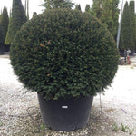 Tisa minge 0.80 m - 1.20 m  Taxus baccata