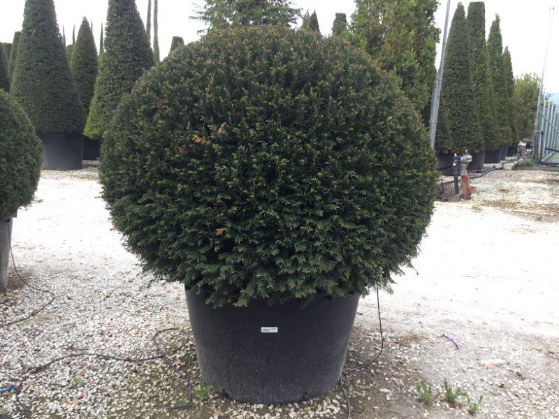 Ball yew 0.80 m - 1.20 m Taxus baccata