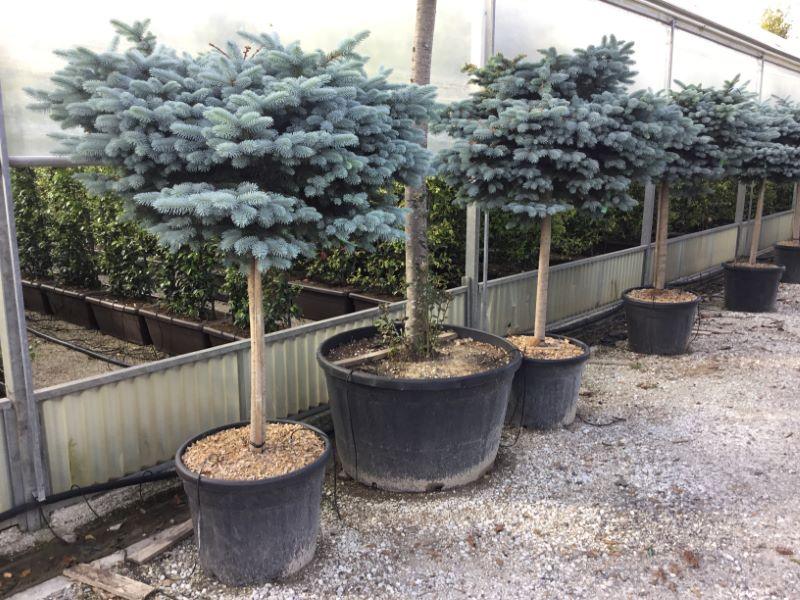 Globular silver spruce 0.80 - 1.20 m Picea pungens Glauca Globosa""
