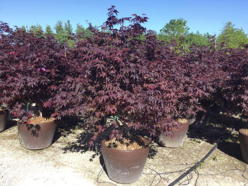 Japanese maple Fireglow" 1.80 - 2.00 m Acer palm "Fireglow"