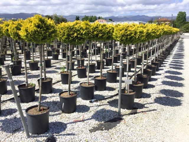 Cypress leylandii Gold Rider " 1.50-1.70 m Cupressocyparis leylandii "Gold Rider"