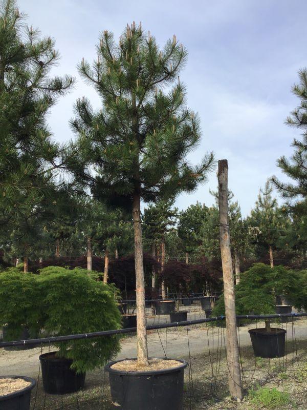Austrian black pine tree 3.50 - 4.00 m Pinus nigra austriaca