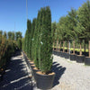 Columnar yew 2.00 - 2.20 m Taxus baccata Fastigiata"