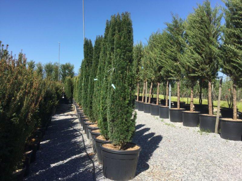 Columnar yew 2.00 - 2.20 m Taxus baccata Fastigiata"