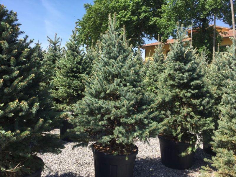 Silver spruce "Fat Albert" 1.70 - 1.80 m Picea pungens "Fat Albert"