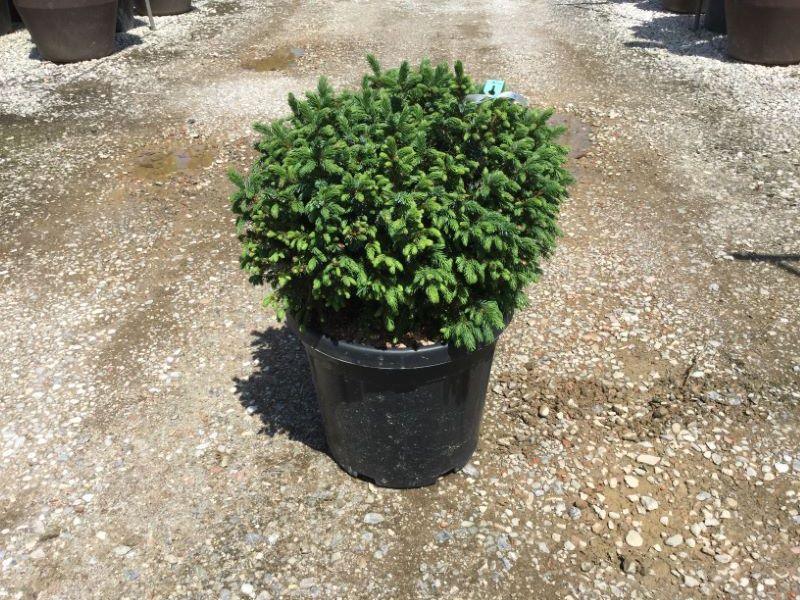 Serbian spruce Nana" 0.40 - 0.60 m Picea omorika "Nana"