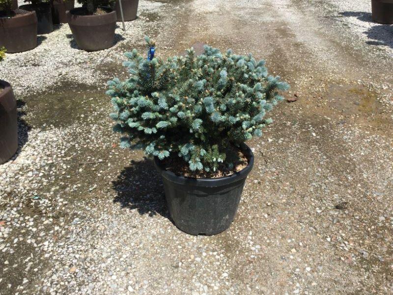Globular silver spruce 0.40 m - 0.60 m Picea pungens Glauca Globosa"