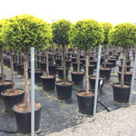 Chiparos leylandii Gold Rider " 1.50-1.70 m  Cupressocyparis leylandii "Gold Rider "