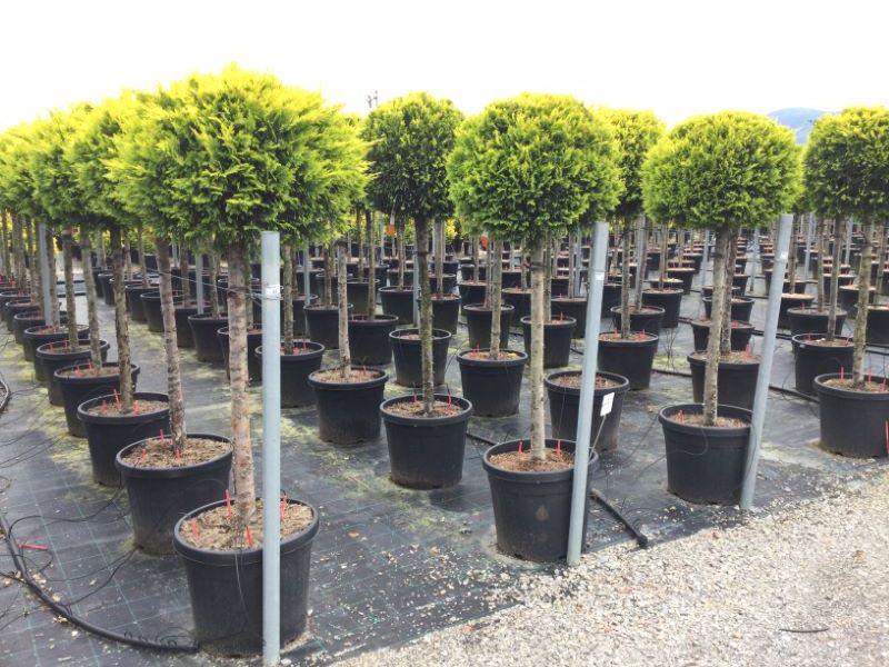 Cypress leylandii Gold Rider " 1.50-1.70 m Cupressocyparis leylandii "Gold Rider"