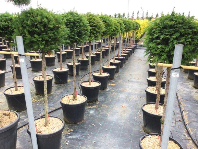 Yew 1.50 - 1.70 m Taxus baccata