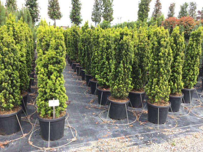 Columnar golden yew 1.00 - 1.20 m Taxus baccata Fastigiata Aurea"