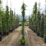 Iedera Hybernica" 1.80 - 2.00 m  Hedera helix "Hybernica"