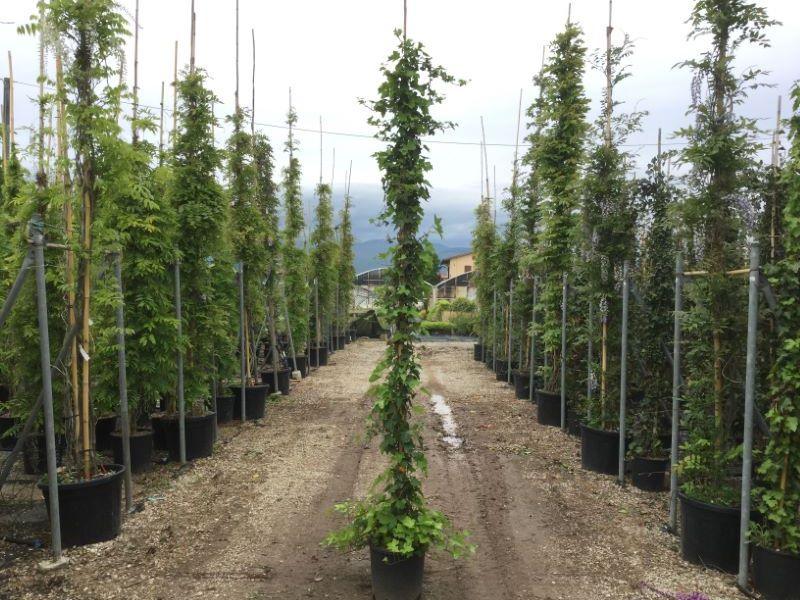 Idera Hybernica" 1.80 - 2.00 m Hedera helix "Hybernica"