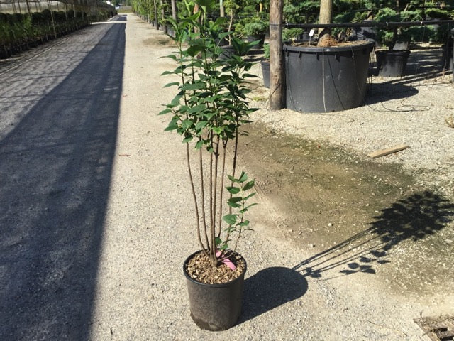Liliac Charles Joly" 1.20 - 1.50 m Syringa vulgaris "Charles Joly"