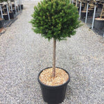 Yew 1.50 - 1.70 m Taxus baccata