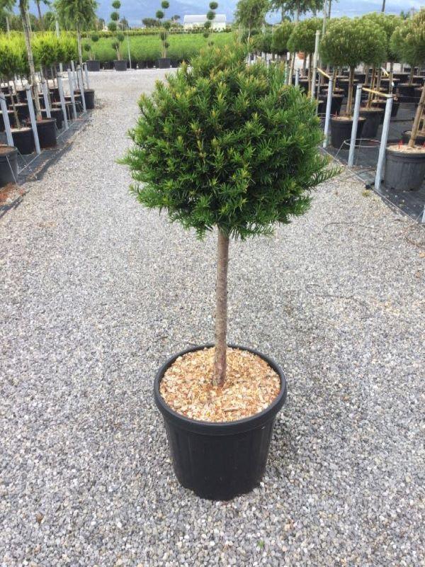 Yew 1.50 - 1.70 m Taxus baccata