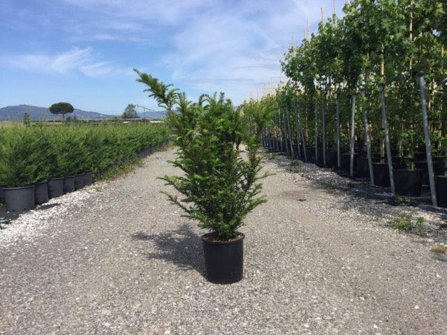 Yew 1.30 - 1.40 m Taxus baccata