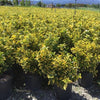 Salba japoneza  Elegant Aureus " 0.60 -0.80 m  Euonymus jap. "Elegant Aureus"
