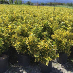 Salba japoneza  Elegant Aureus " 0.60 -0.80 m  Euonymus jap. "Elegant Aureus"