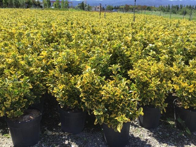 Japanese sage Elegant Aureus " 0.60 -0.80 m Euonymus jap. "Elegant Aureus"
