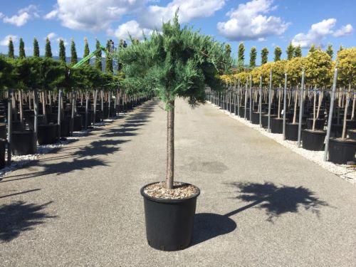Juniper of Virginia Gray Owl" 1.20 - 1.40 m Juniperus virginiana "Grey Owl"