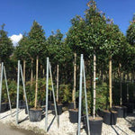 Photinia Red Robin" arbore 3.00 - 3.50 m  Photinia serulata "Red Robin"
