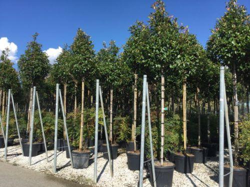 Photinia Red Robin" tree 3.00 - 3.50 m Photinia serulata "Red Robin"