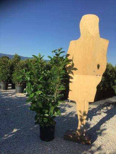 Laur englezesc Novita" 1.30 - 1.50 m Prunus laurocerasus" Novita"