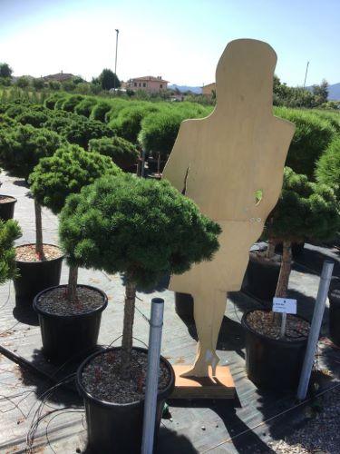 Mughus dwarf pine" 1.30 - 1.50 m Pinus mugo "Mughus"
