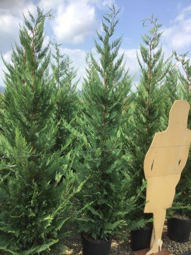 Cypress leylandii 2.20 - 2.40 mx Cupressocyparis leylandii