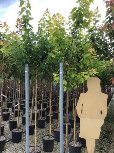 Red maple "Armstrong" 2.50 - 3.50 m Acer rubrum "Armstrong"