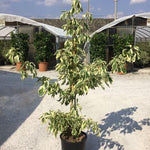 Corn alb Variegata" 1.00 - 1.20 m Cornus controversa "Variegata"