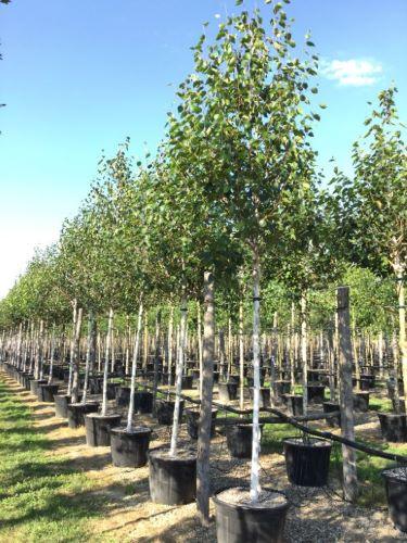 Birch Doorenbos" 3.00 - 4.00 m Betula utilis "Doorenbos"