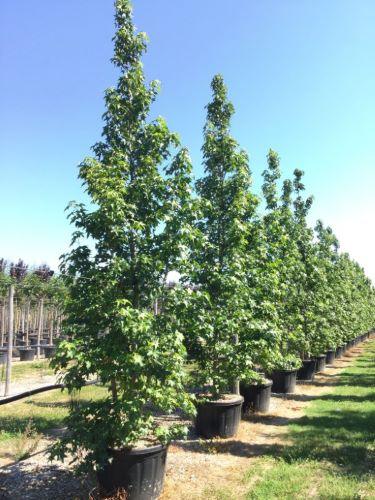 The multistemmed gum tree 3.00 - 4.00 m Liquidambar styraciflua