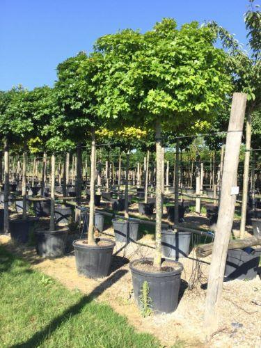 Marsh oak Green Dwarf" 2.00 - 2.50 m Quercus palustris "Green Dwarf"