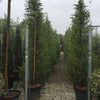 Himalayan cedar 2.50 - 3.00 m Cedrus deodora