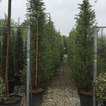 Himalayan cedar 2.50 - 3.00 m Cedrus deodora