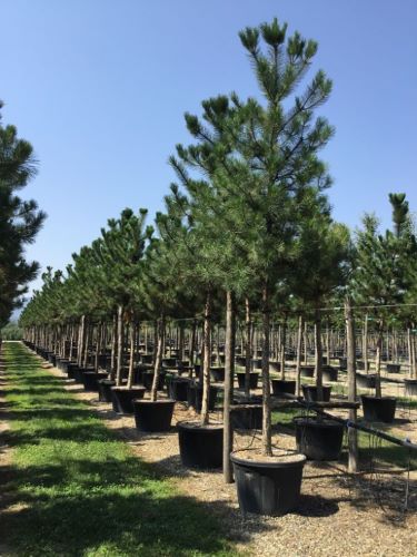 Austrian black pine tree 3.50 - 4.00 m Pinus nigra austriaca