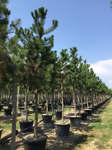 Austrian black pine tree 3.50 - 4.00 m Pinus nigra austriaca