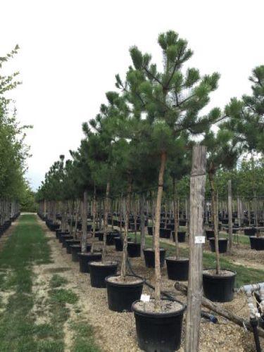 Austrian black pine tree 3.50 - 4.00 m Pinus nigra austriaca
