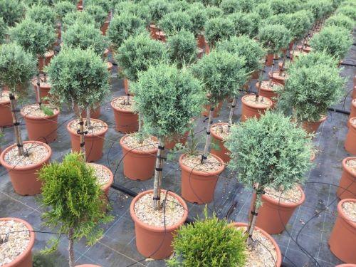 Fastigiata Arizona cypress 0.80 - 1.20 m Cupressus arizonica 'Fastigiata'