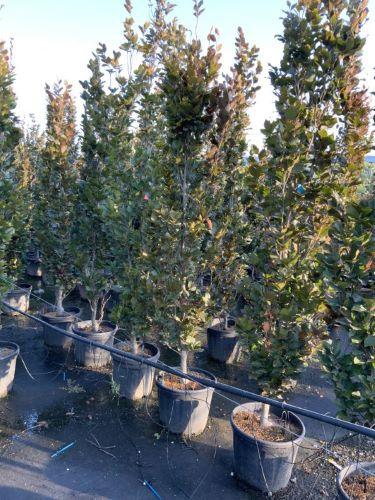 Columnar beech Dawyck Purple" 1.20 - 1.50 m Fagus sylvatica "Dawyck Purple"