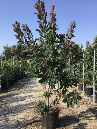 Scumpie „Royal Purple” 1.50 - 1.75 m Cotinus coggygria „Royal Purple”