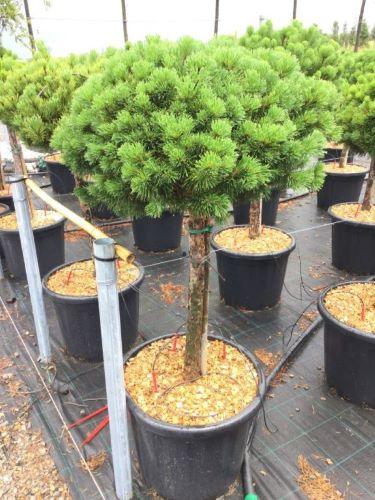 Mughus dwarf pine" 1.30 - 1.50 m Pinus mugo "Mughus"